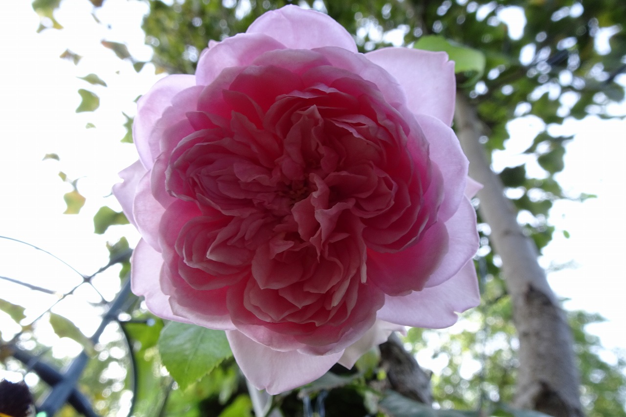 庭のバラ ローズポンパドール 中島不動産 松本市周辺の不動産